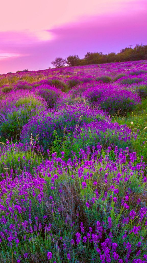 1080x1920 Fondo de pantalla de lavanda de Flores, Lavanda - Todo fondos