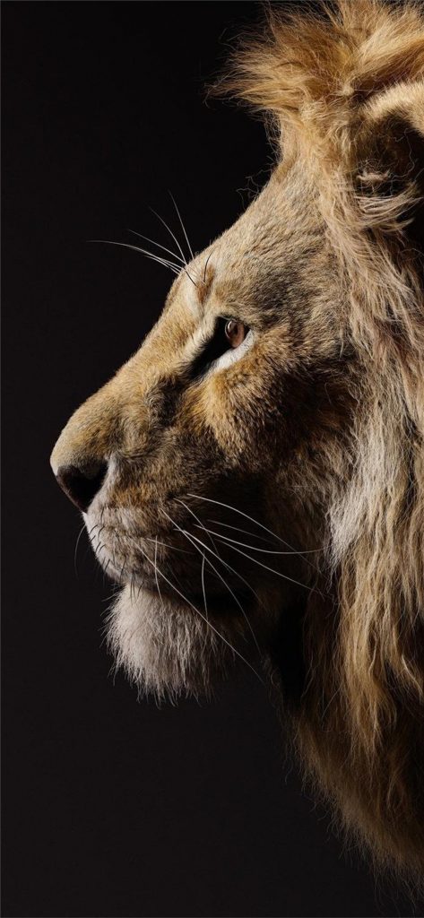 1125x2436 Donald Glover Como Simba The Lion King 2019 Iphone 11 De El Rey León 2019 Películas 