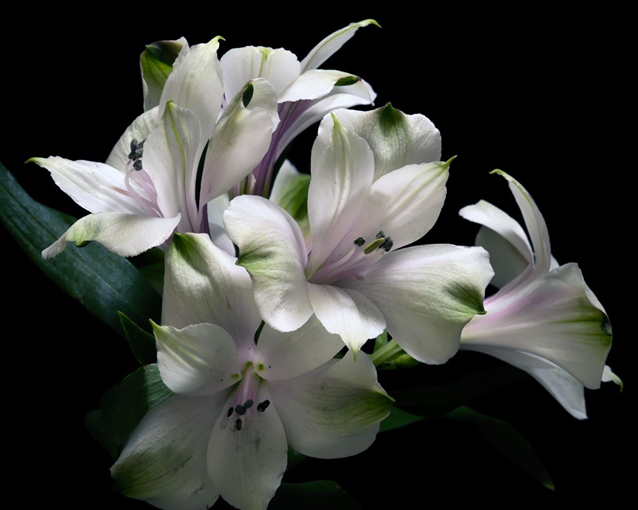1280x1024 Fondo de pantalla de escritorio Flor blanca Alstroemeria Fondo  negro de Flores, Flores Blanco y Negro - Todo fondos