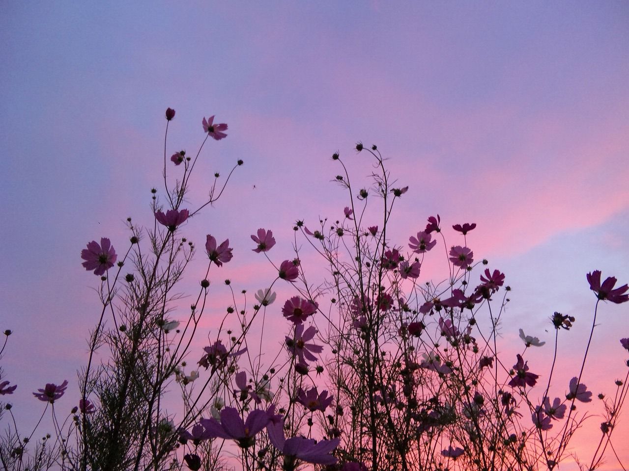 1280x960 Imagen sobre solo flores de Aesthetic, Flores Aesthetic - Todo