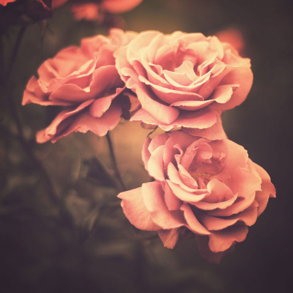 1500x1500 Fondo de pantalla de rosas vintage de Flores, Rosa Vintage - Todo  fondos