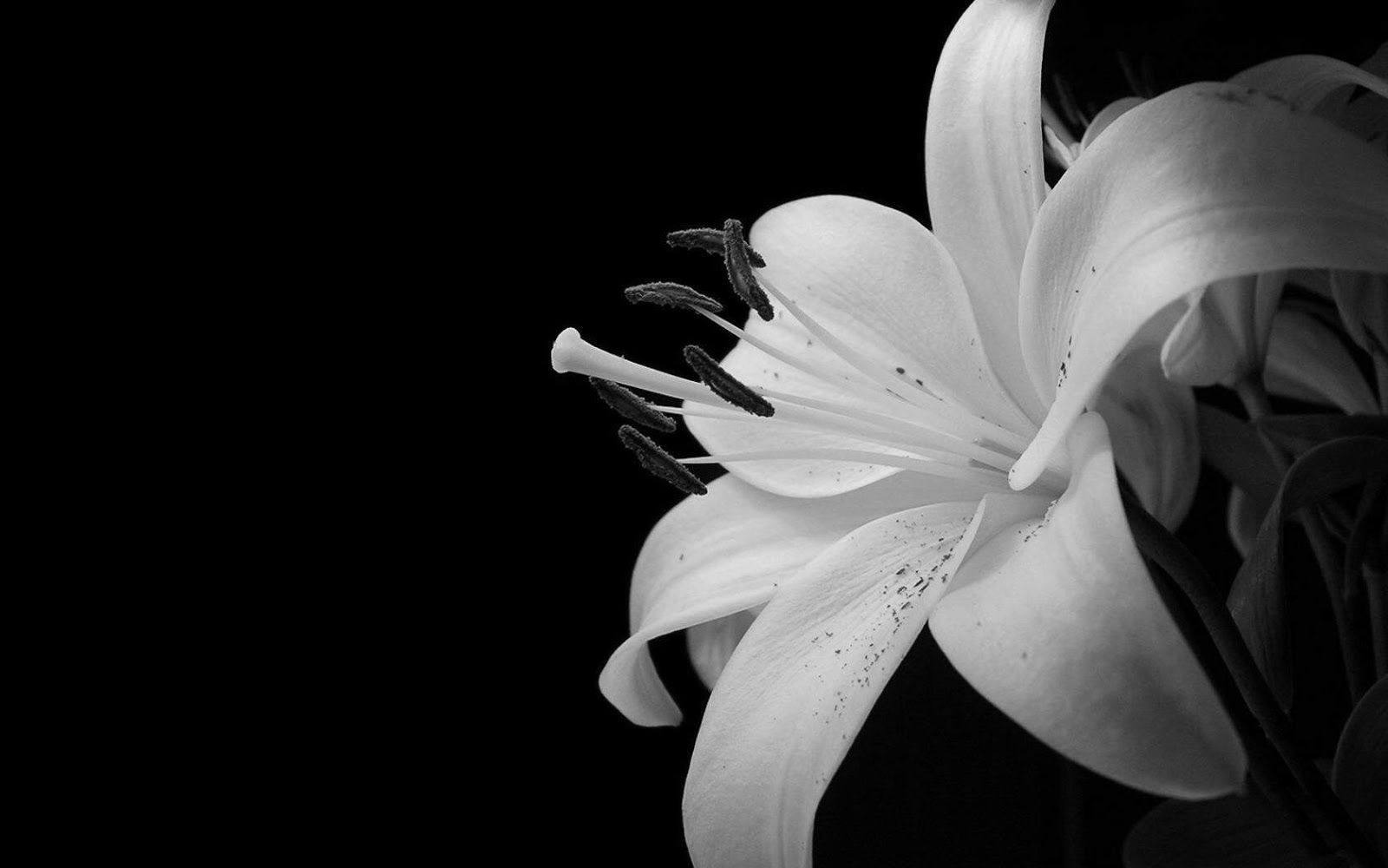 1600x1000 Increíble flor blanca Black White Wallpaper HD Widescreen de  Flores, Flores Blanco y Negro - Todo fondos