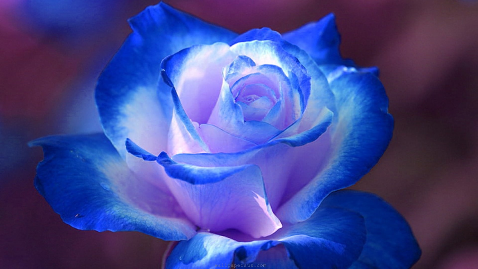 1920x1080 Blue Rose HD Wallpaper. HD último fondo de pantalla de Flores