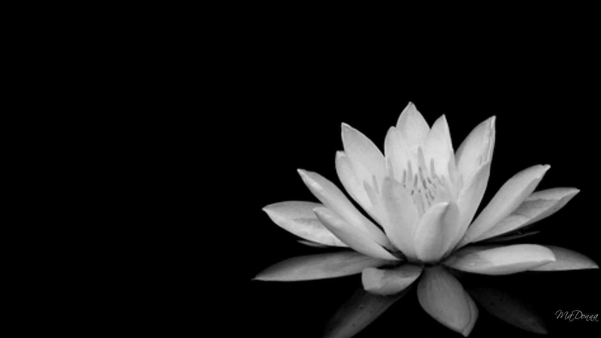 1920x1080 Fondo de pantalla de flores en blanco y negro de Flores