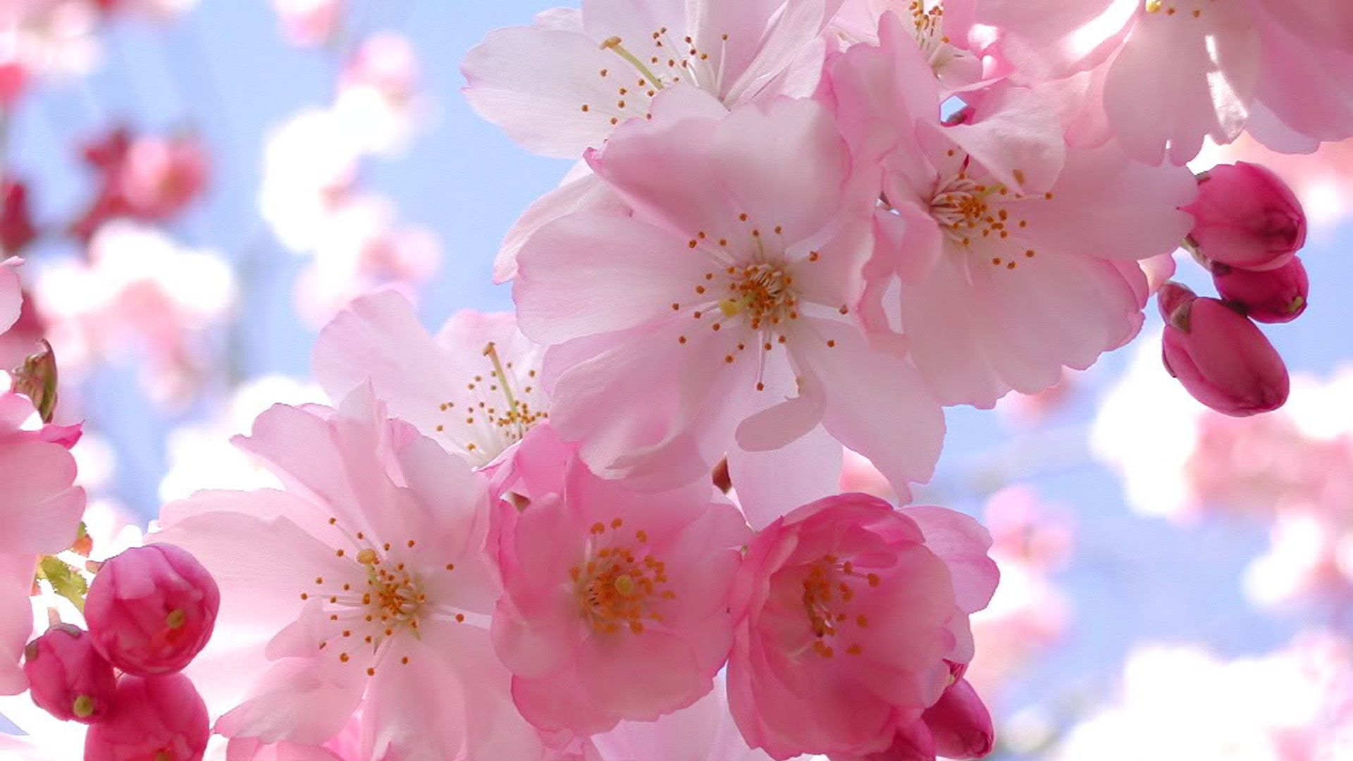 1920x1080 Imagen De La Flor De Cerezo Hermosa Flor De Cerezo ♡ Fondo De