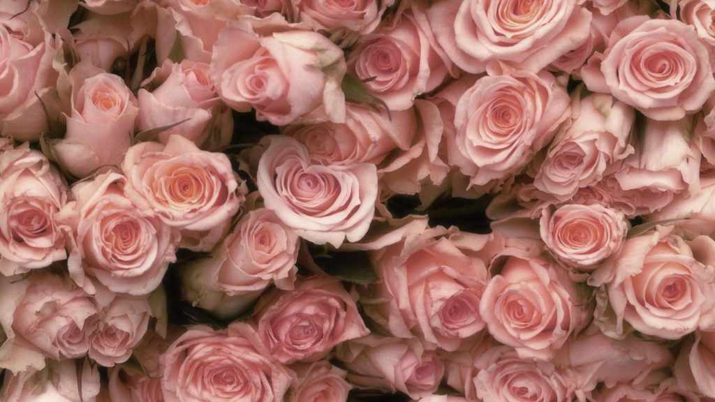 1920x1080 Vintage Rose Desktop Wallpaper Vintage Pink Roses Wallpaper HD de  Flores, Rosa Vintage - Todo fondos