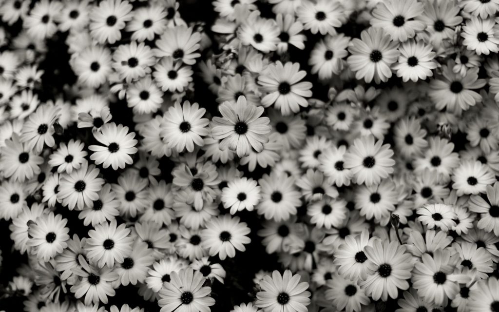 1920x1200 Fondo de pantalla de flores en blanco y negro de Aesthetic,  Flores Aesthetic - Todo fondos
