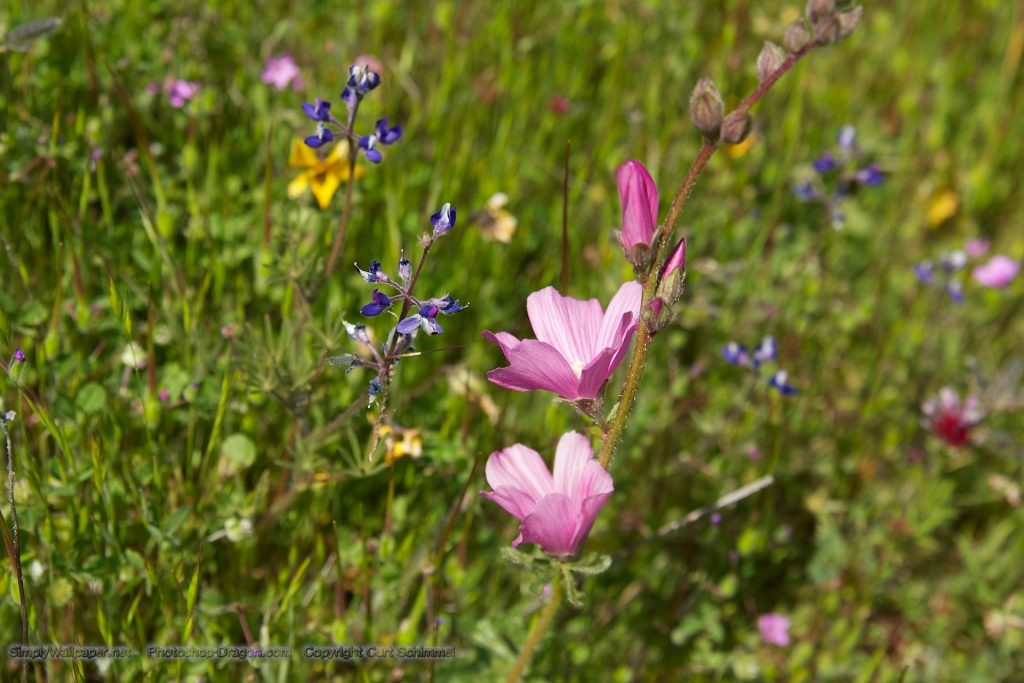 Flores