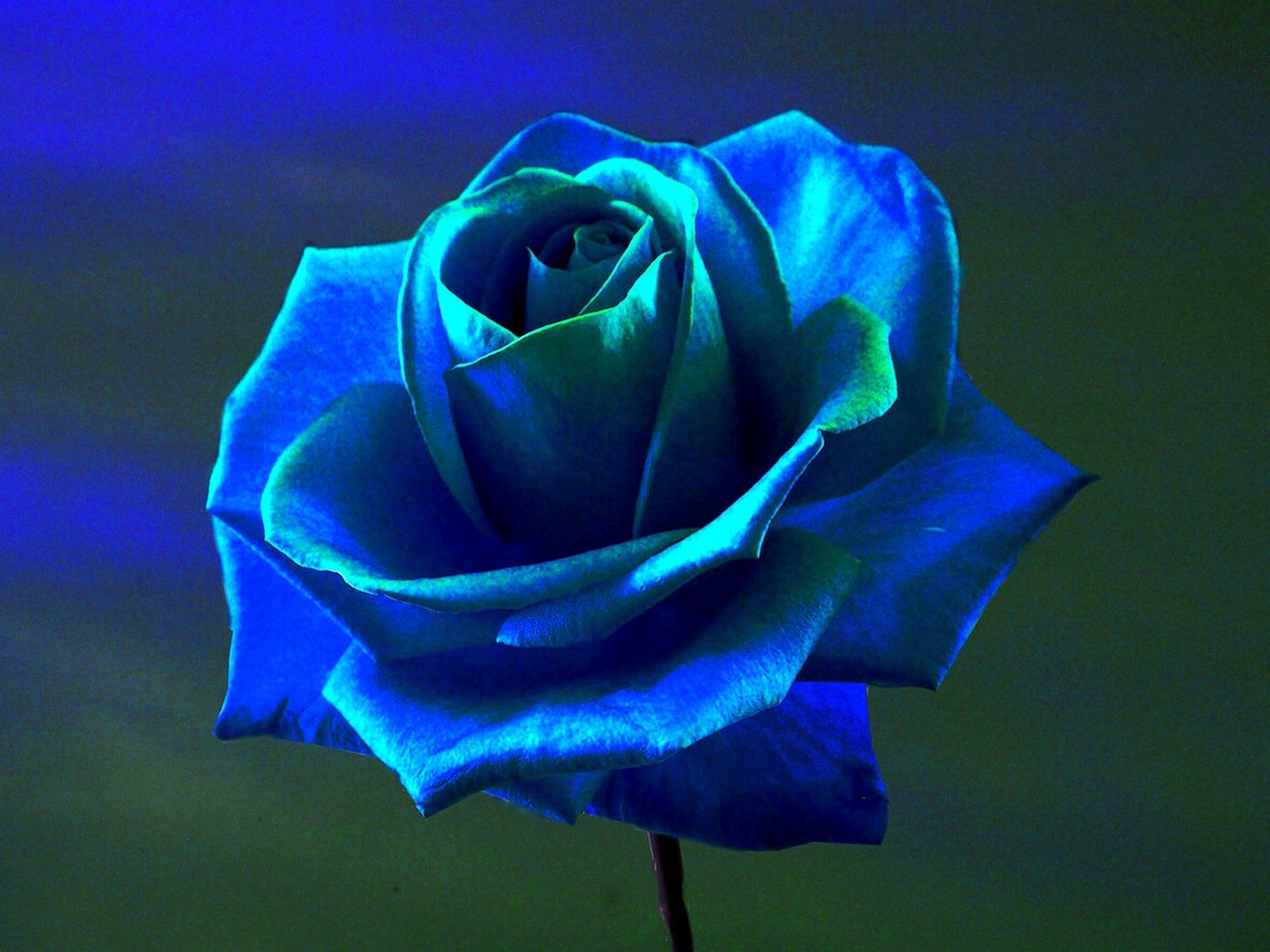 1920x1440 rosa, rosa azul, flores, flores azules de fondo de pantalla HD /  escritorio de Flores, Flores rojas blancas y azules - Todo fondos