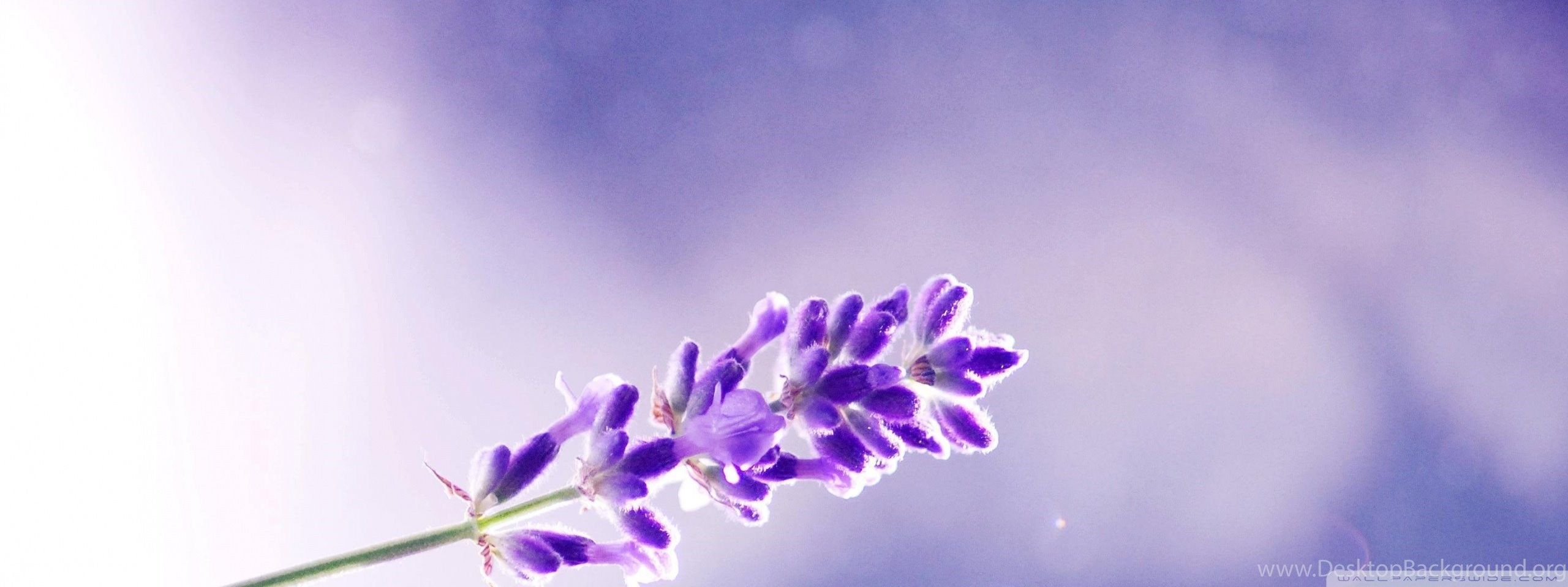 2560x960 Flores de lavanda Fondo de escritorio de Flores, Lavanda - Todo  fondos