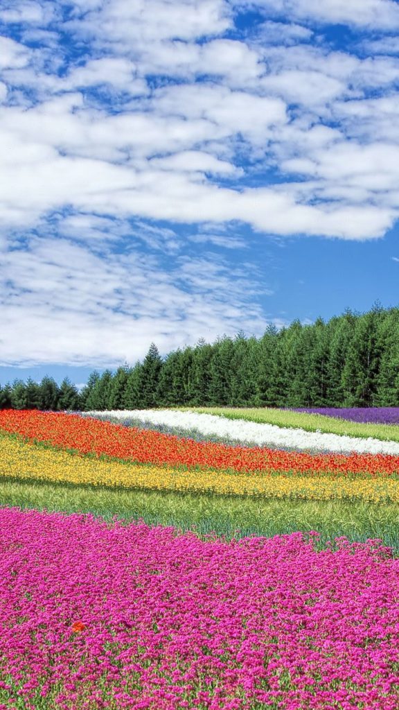 750x1334 Mejor fondo de pantalla / fondo HD de iPhone 6, 6s y 7 para primavera  de Flores, Primavera floral iPhone - Todo fondos