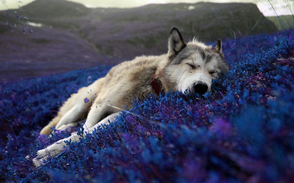 Hermoso y relajante fondo de pantalla de un lobo durmiendo. ¡CORREGIDO! de  Originales, Relax - Todo fondos