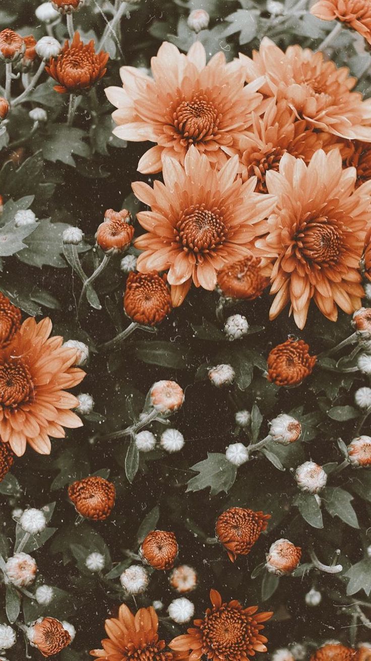 Descubra 48 fondos de pantalla de flores vintage 