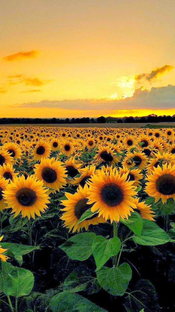 Vista del atardecer desde el campo de girasol. Ideas de manualidades de  Flores, Girasoles - Todo fondos